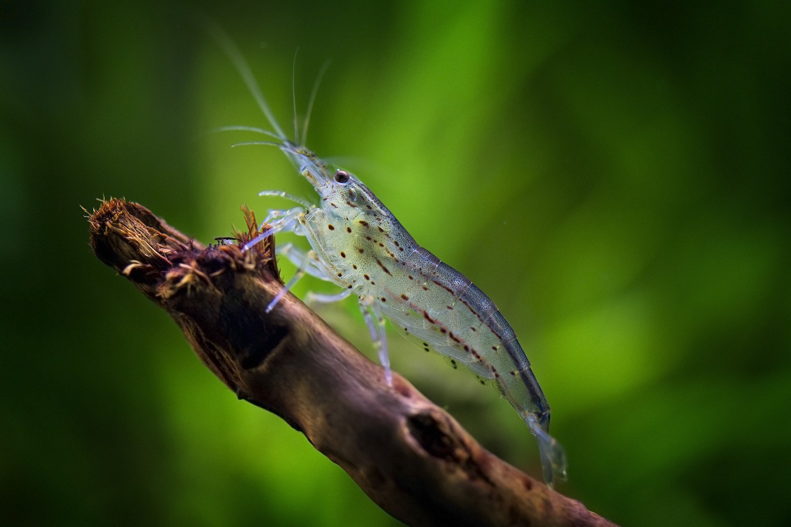 Amano shrimp