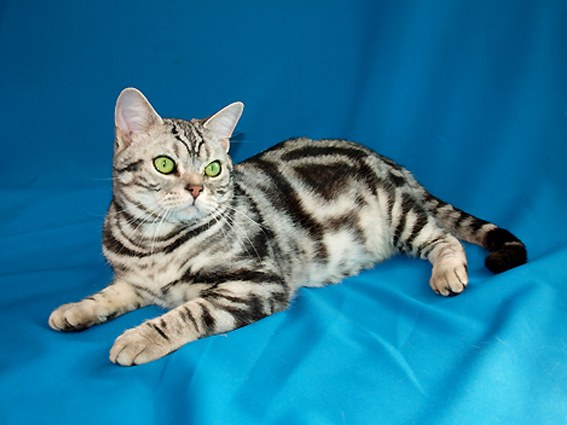 American shorthair
